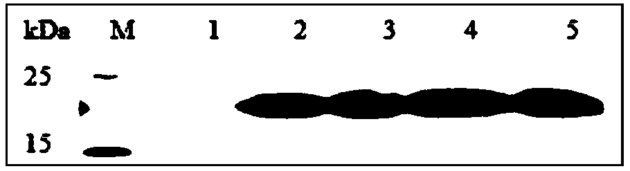 Antifungal peptide Drosomycin, preparation method and application thereof