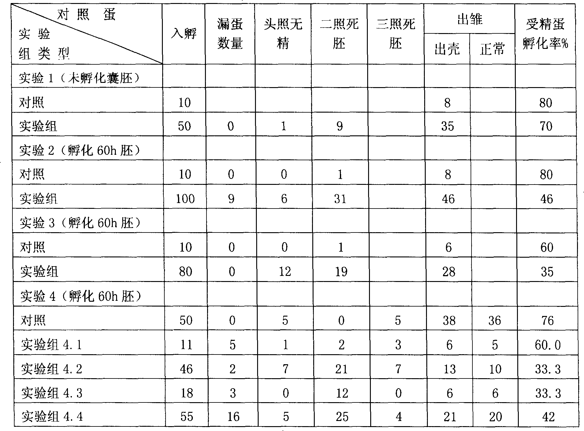 Process of windowing breeding egg and hatching chicken embryo