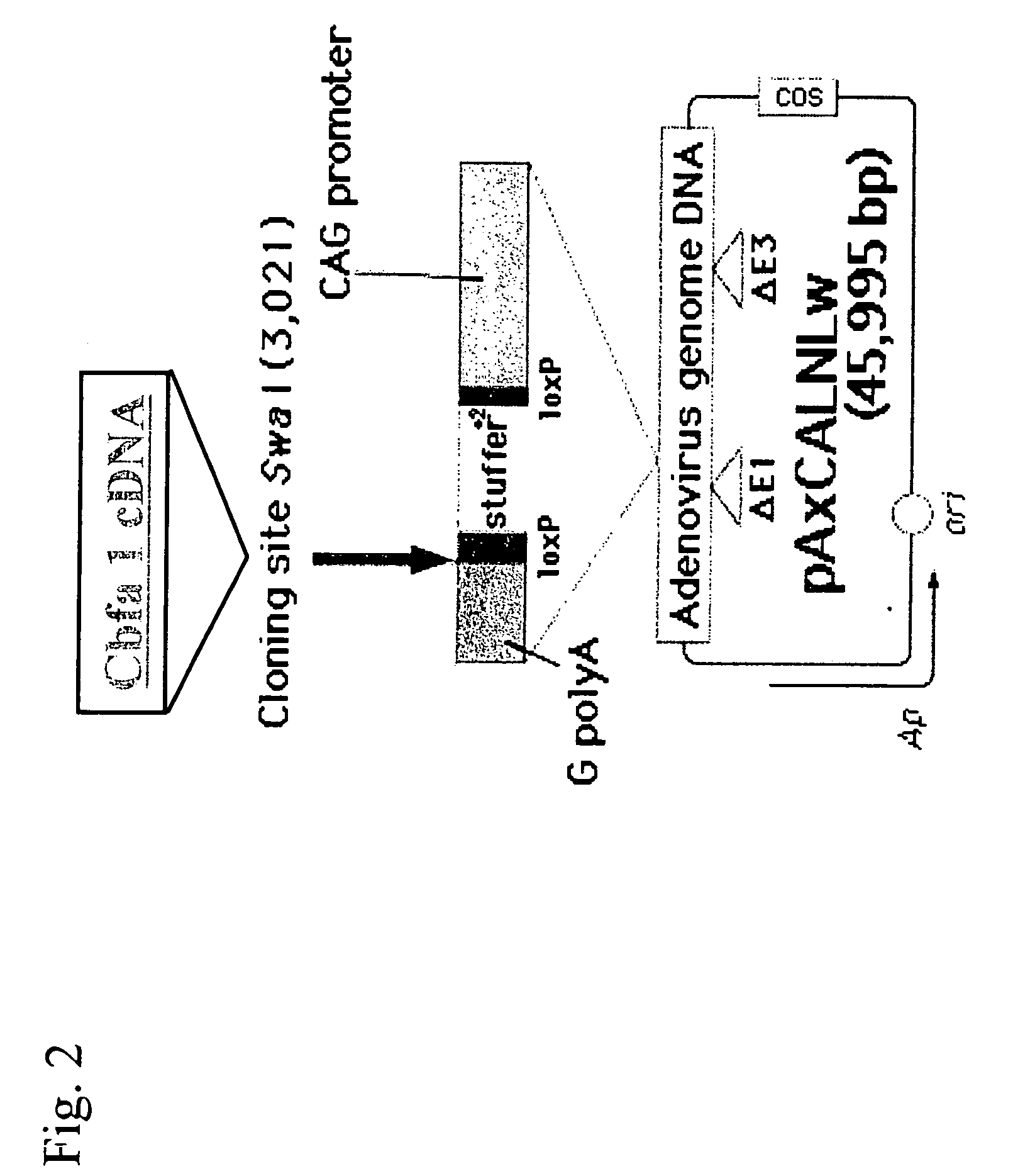 Method of regenerating bone/chondral tissues by transferring transcriptional factor gene