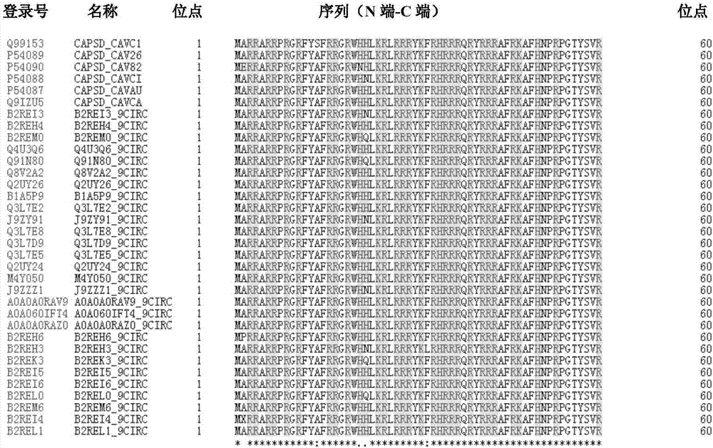 Application of chicken anemia virus (CAV)-derived VP1-aa 23-43 polypeptide as efficient cell penetrating peptide