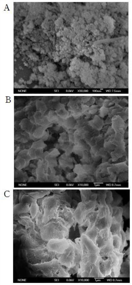 Malic acid-chitosan nanopore hydrogel microspheres as well as preparation method and application thereof