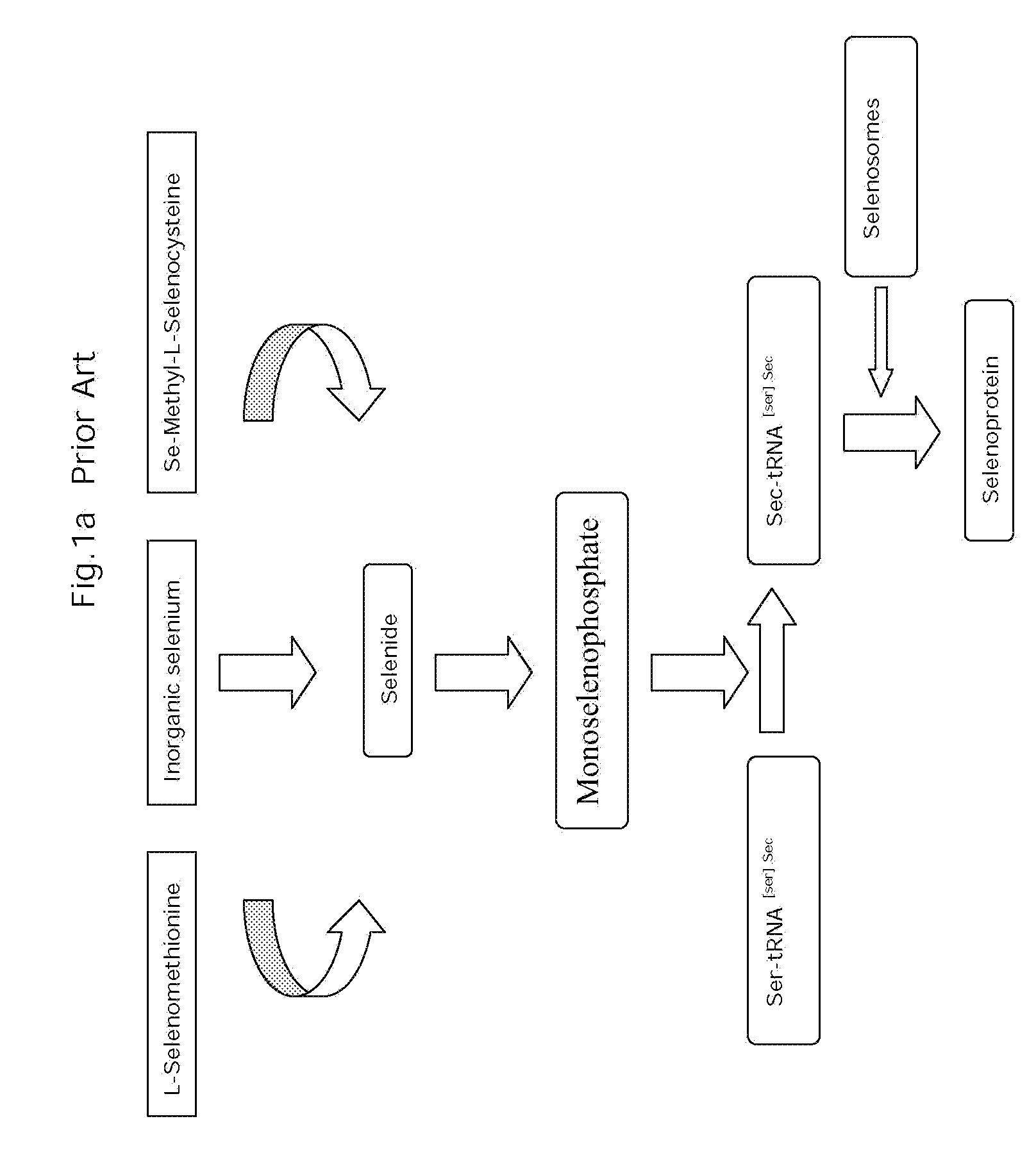 Dipeptides incorporating selenoamino acids with enhanced bioavailability—synthesis, pharmaceutical and cosmeceutical applications thereof