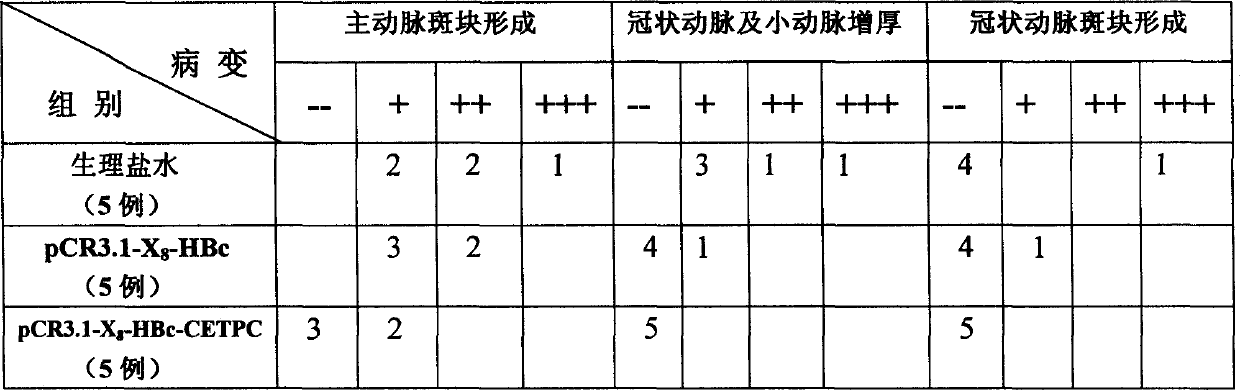 Bacterin of nucleic acid for anti atherosclerosis and preparation method