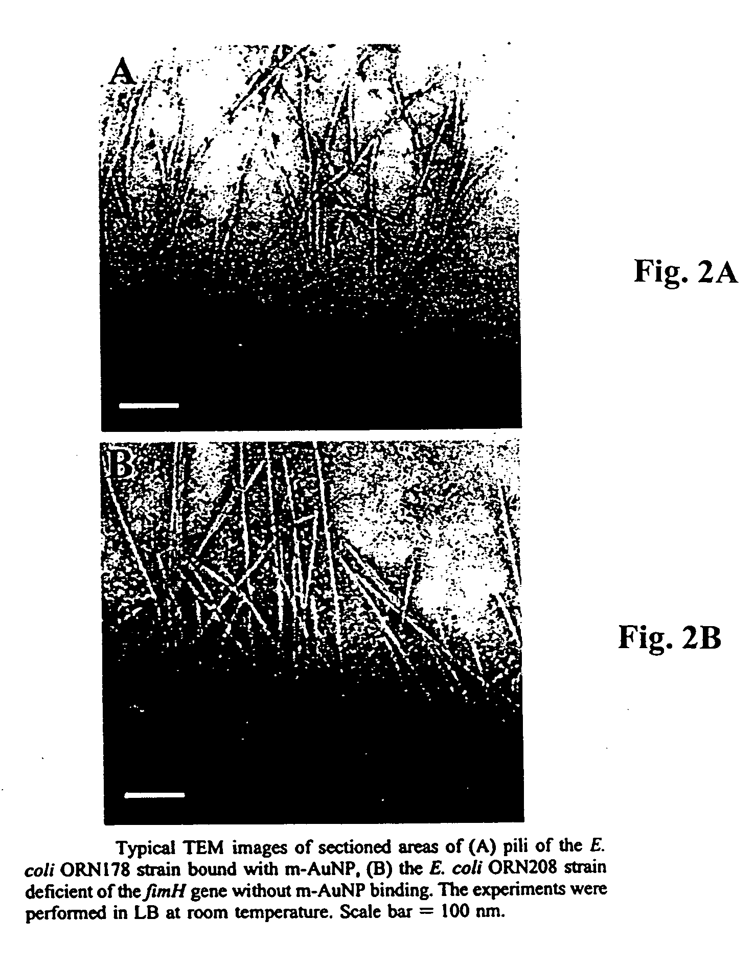 Carbohydrate encapsulated nanoparticles