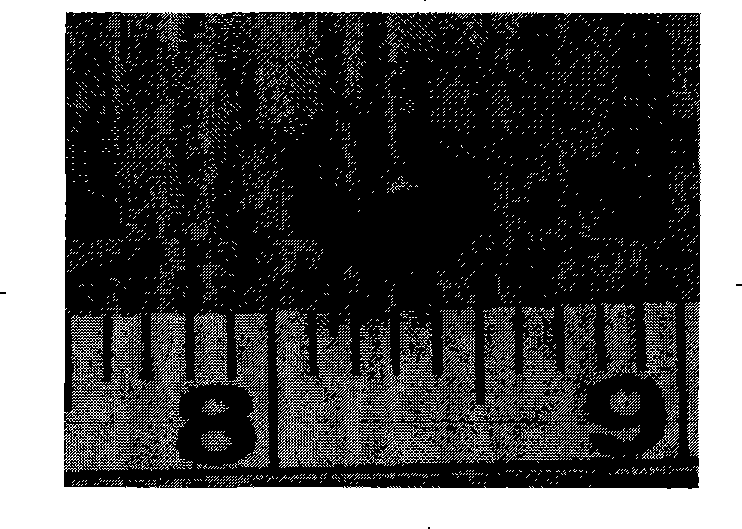 Constructing method of bracket-free engineering cartilaginous tissue and product thereof