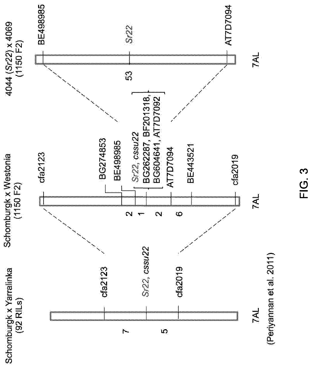 Wheat stem rust resistance genes and methods of use