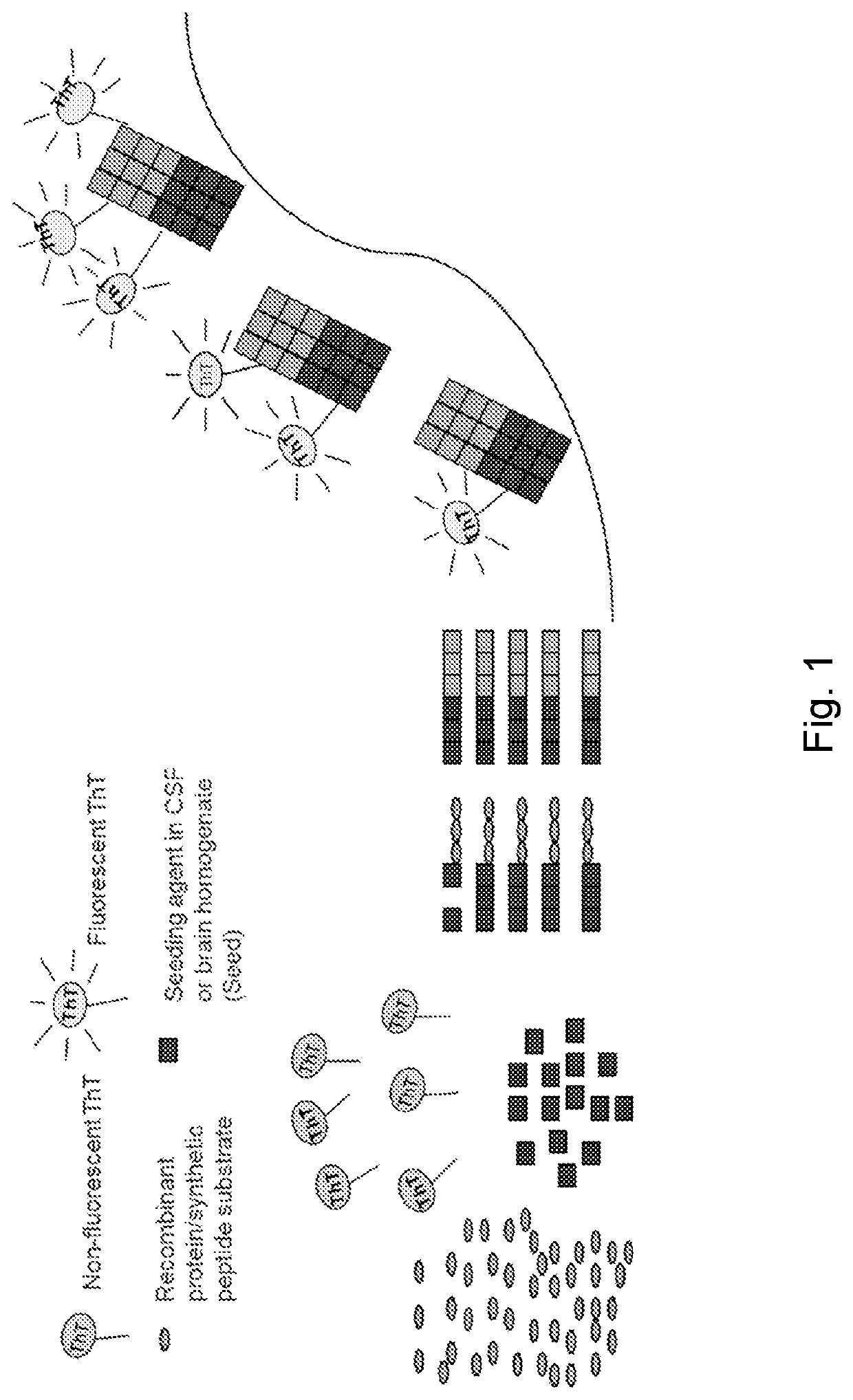 Alpha-synuclein detection assay and method for diagnosing alpha-synucleinopathies