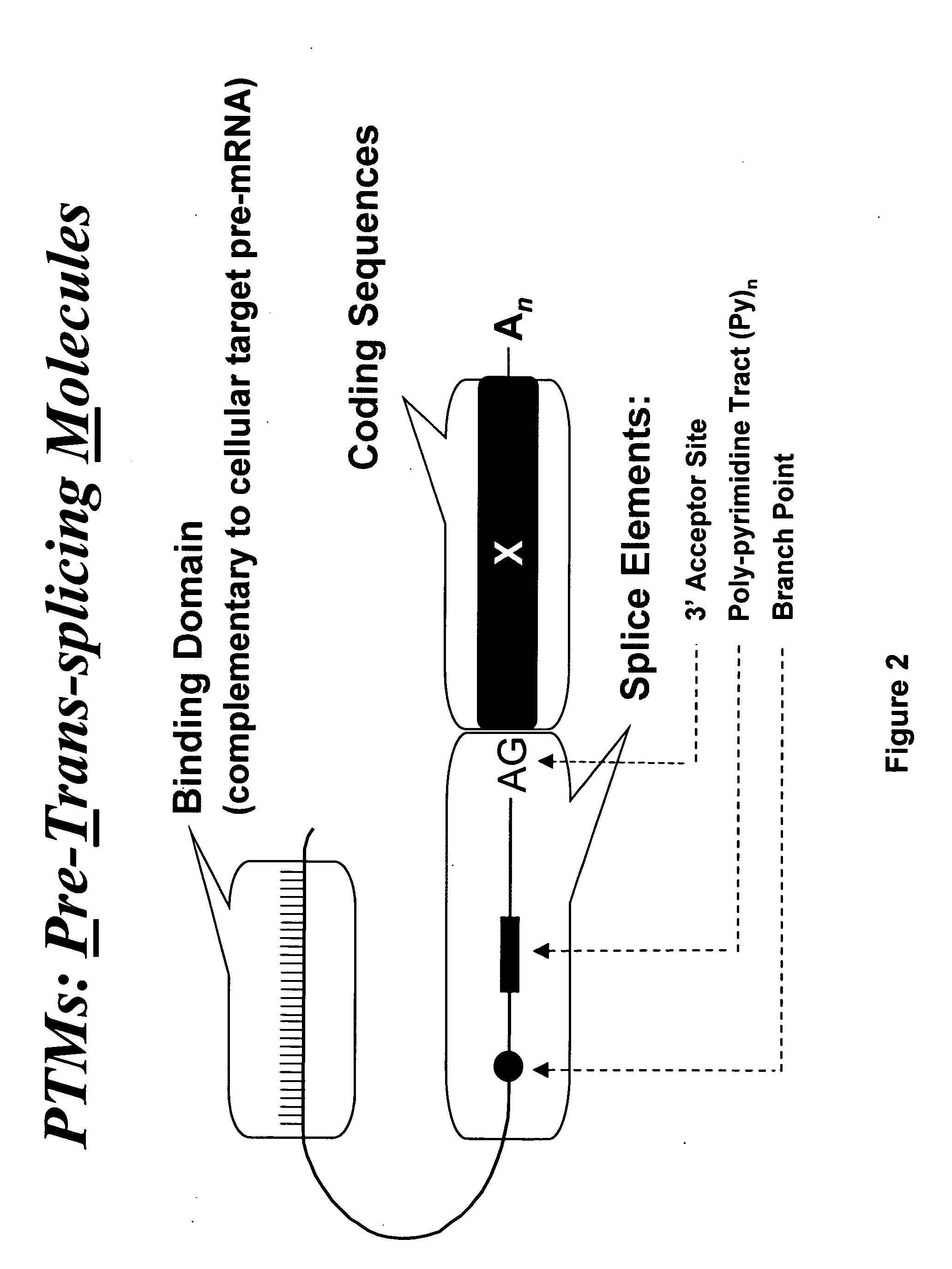 Targeted trans-splicing of highly abundant transcripts for in vivo production of recombinant proteins