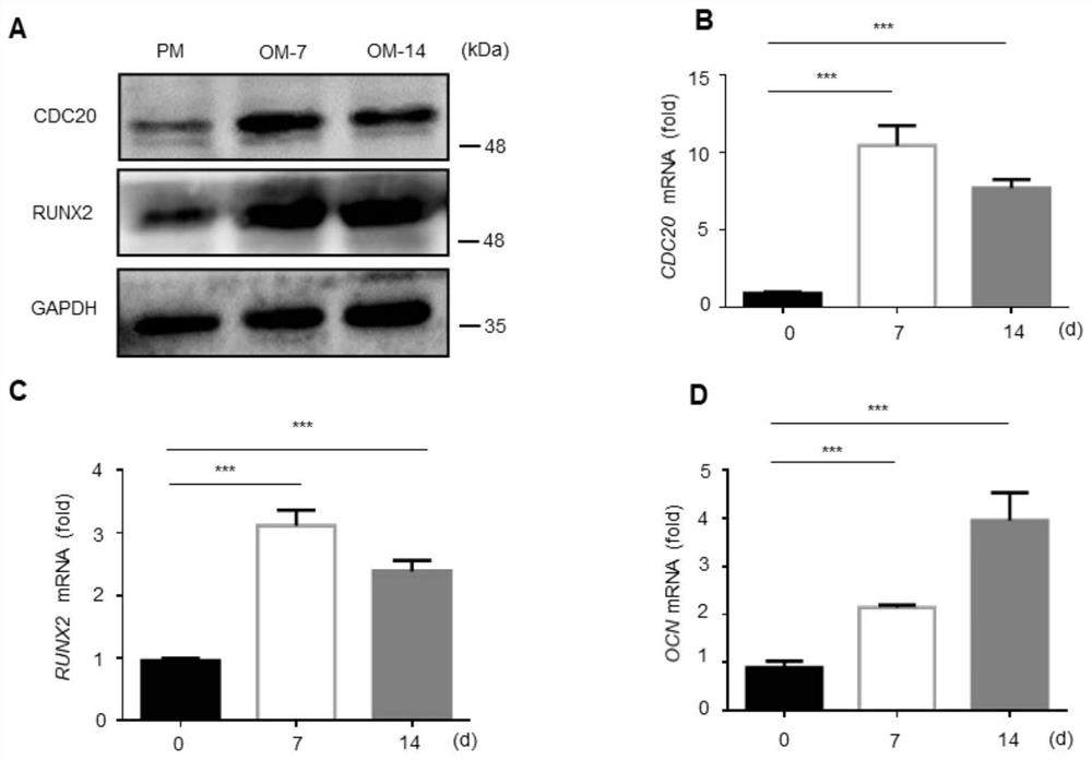 Application of cdc20 in osteogenic differentiation of mesenchymal stem cells