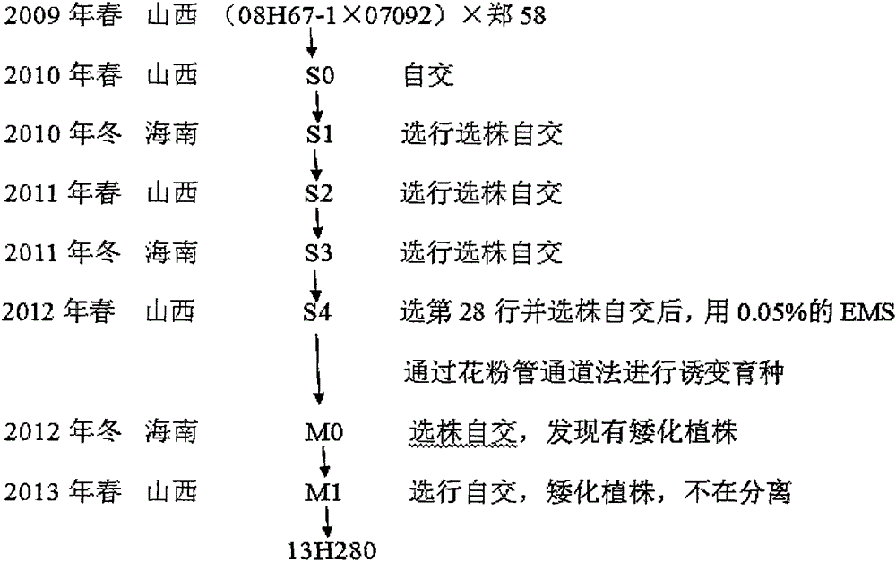 Breeding method of dwarf corn selfing line 13H280