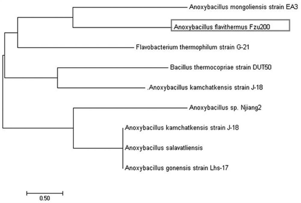 A Strain of Anaerobic Bacillus spp. and Its Application