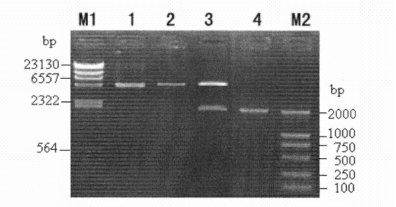 Bt protein Cry56Aal as well as encoding gene thereof and application thereof