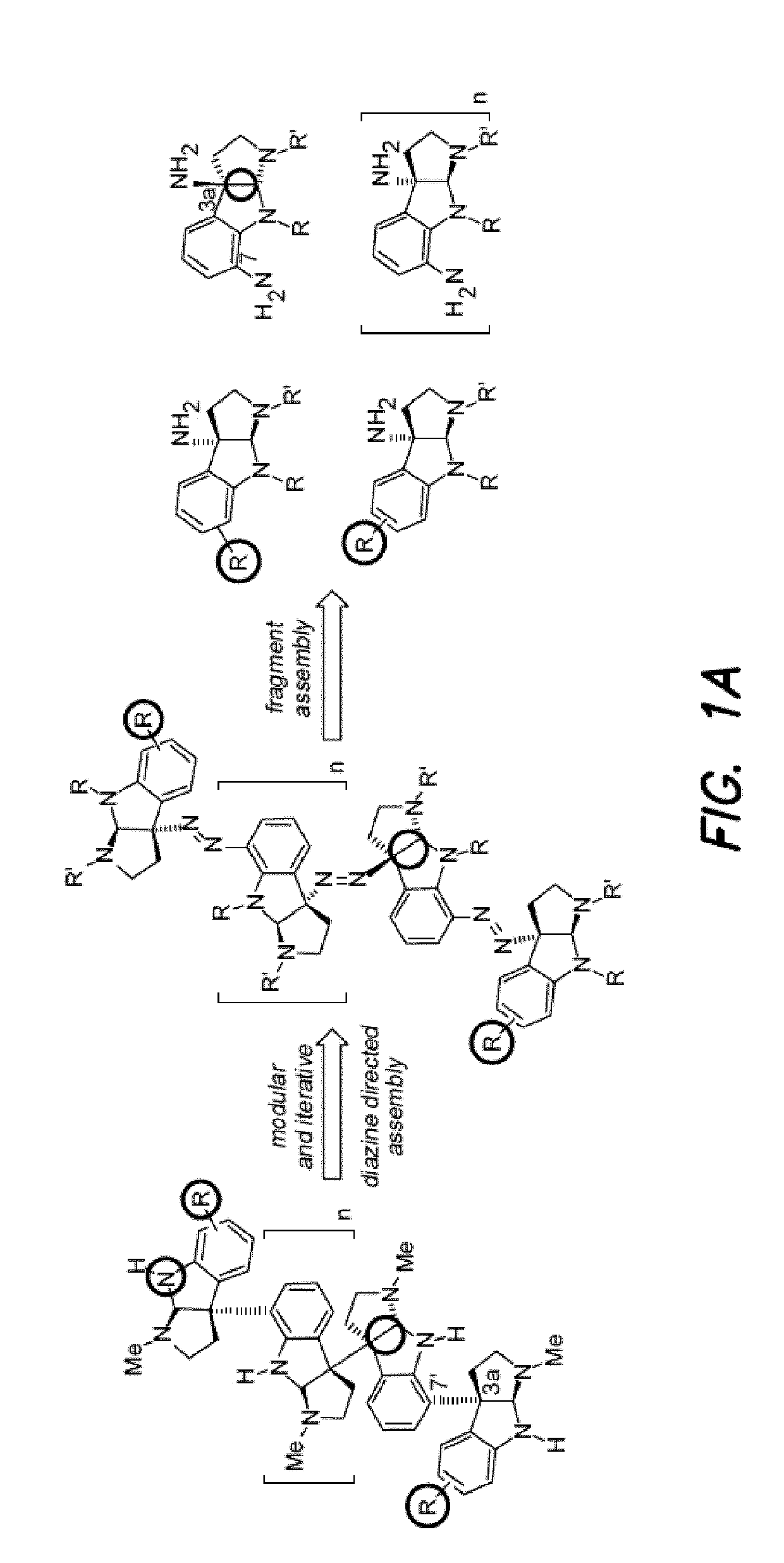 Diazene directed modular synthesis of compounds with quaternary carbon centers