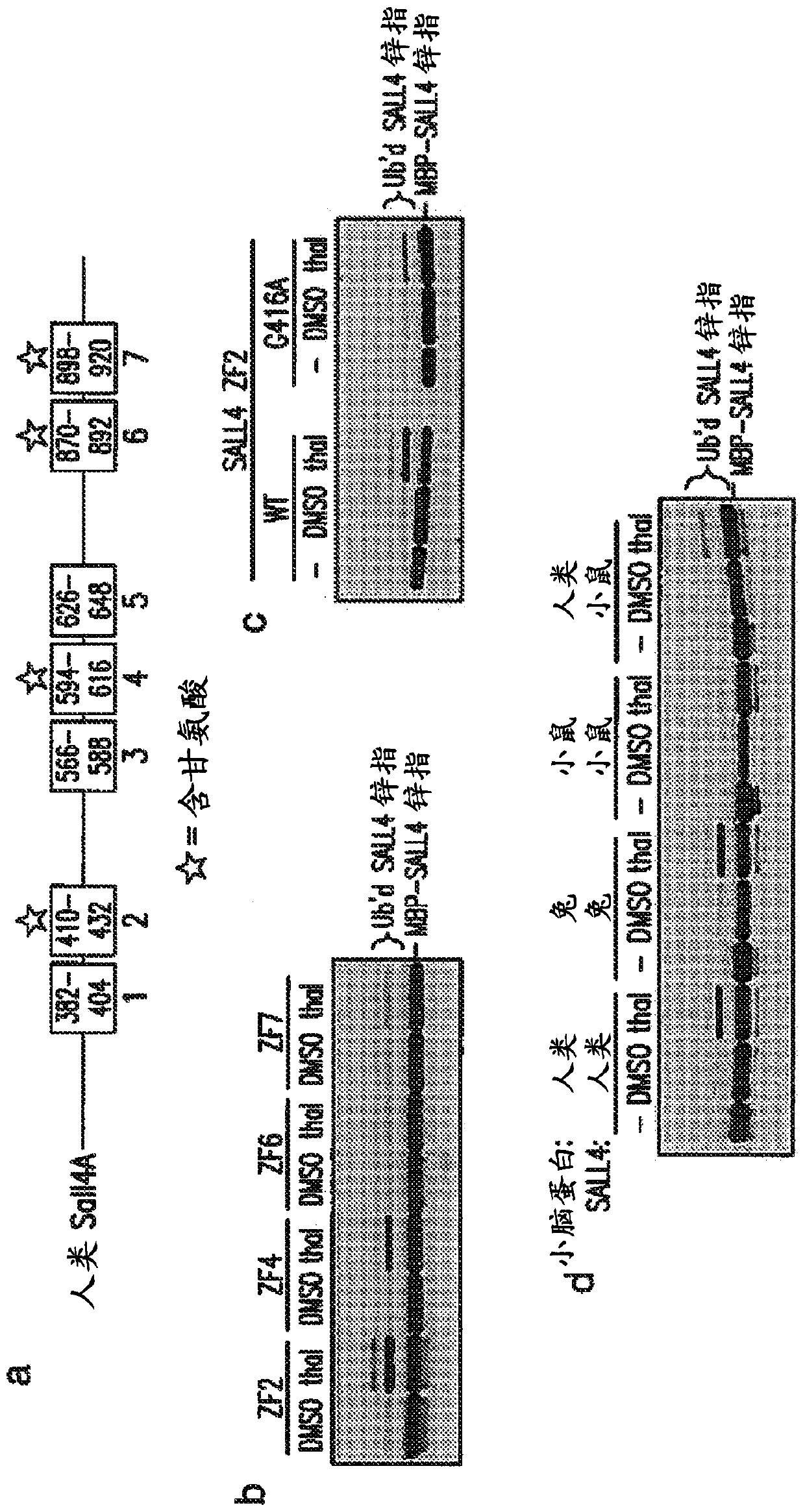 Methods for screening cereblon modifying compounds