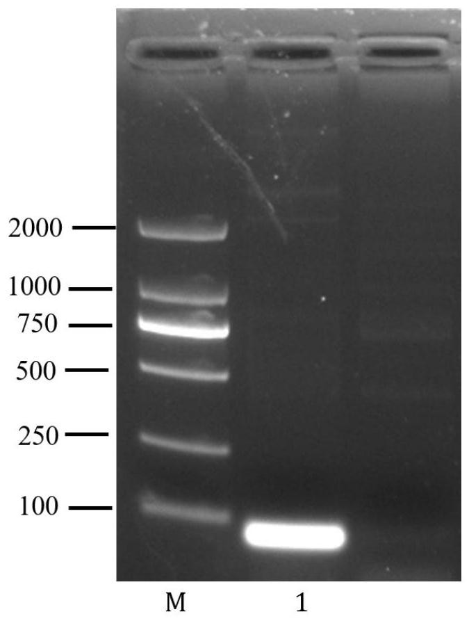 Nucleic acid probe and kit for simultaneously detecting multiple tomato viroids and application of nucleic acid probe and kit