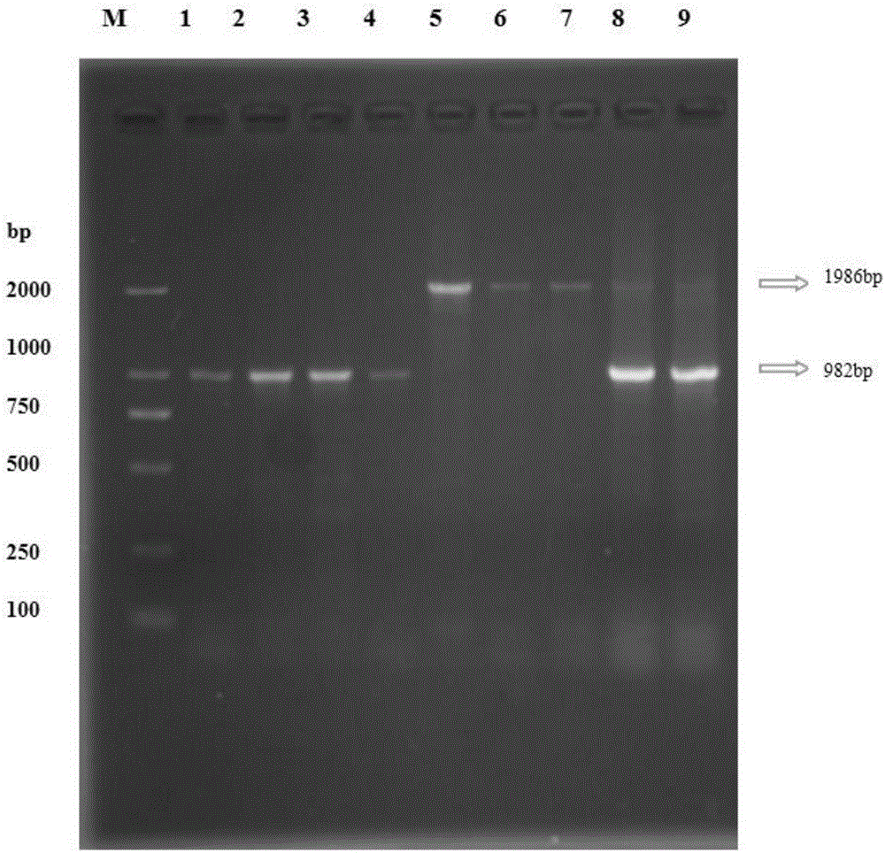 Structural variation 177 (SV177) for distinguishing varieties of large white pigs and Chinese indigenous pigs, and detection technology of SV177