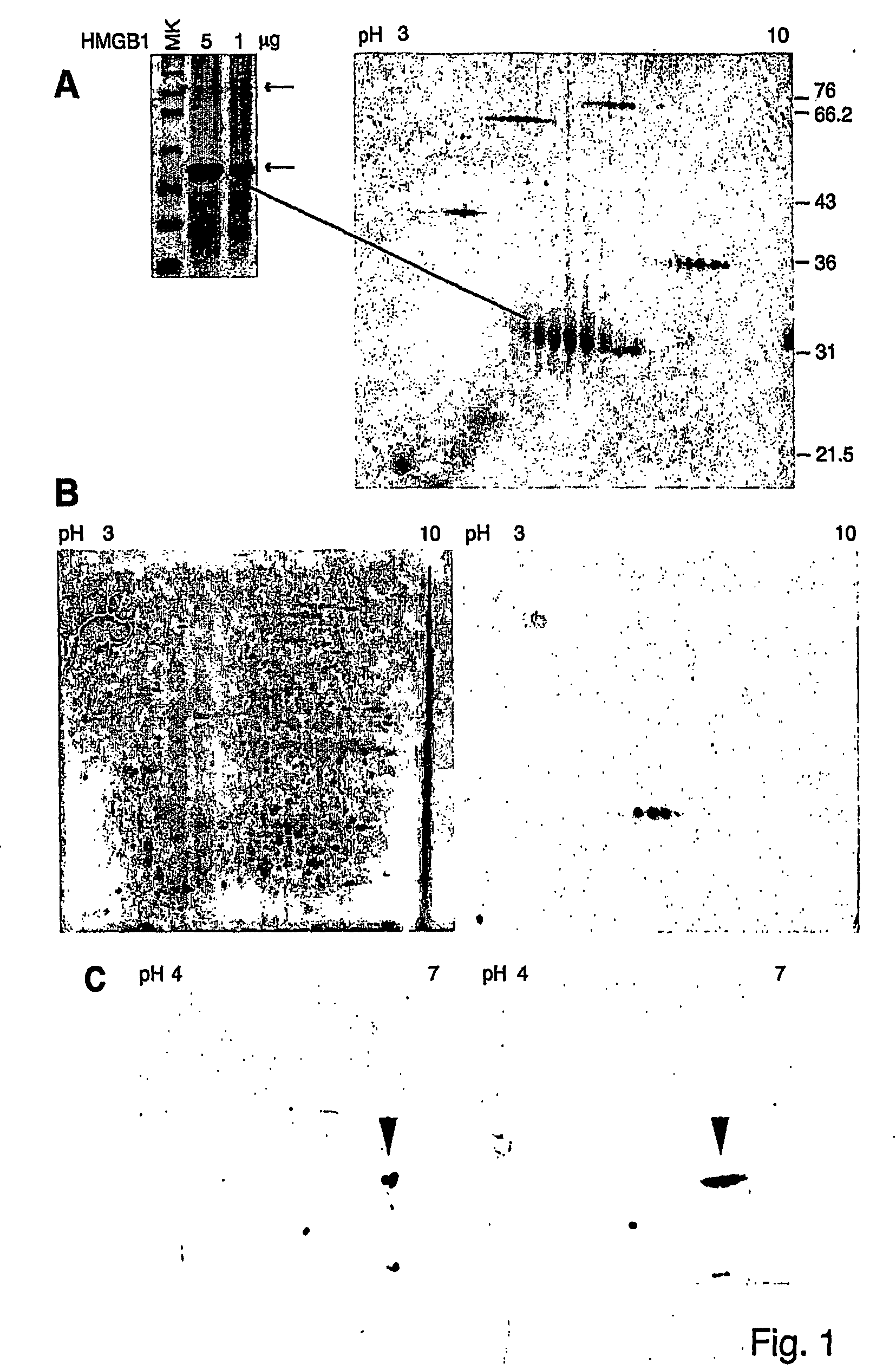 Acetylated protein