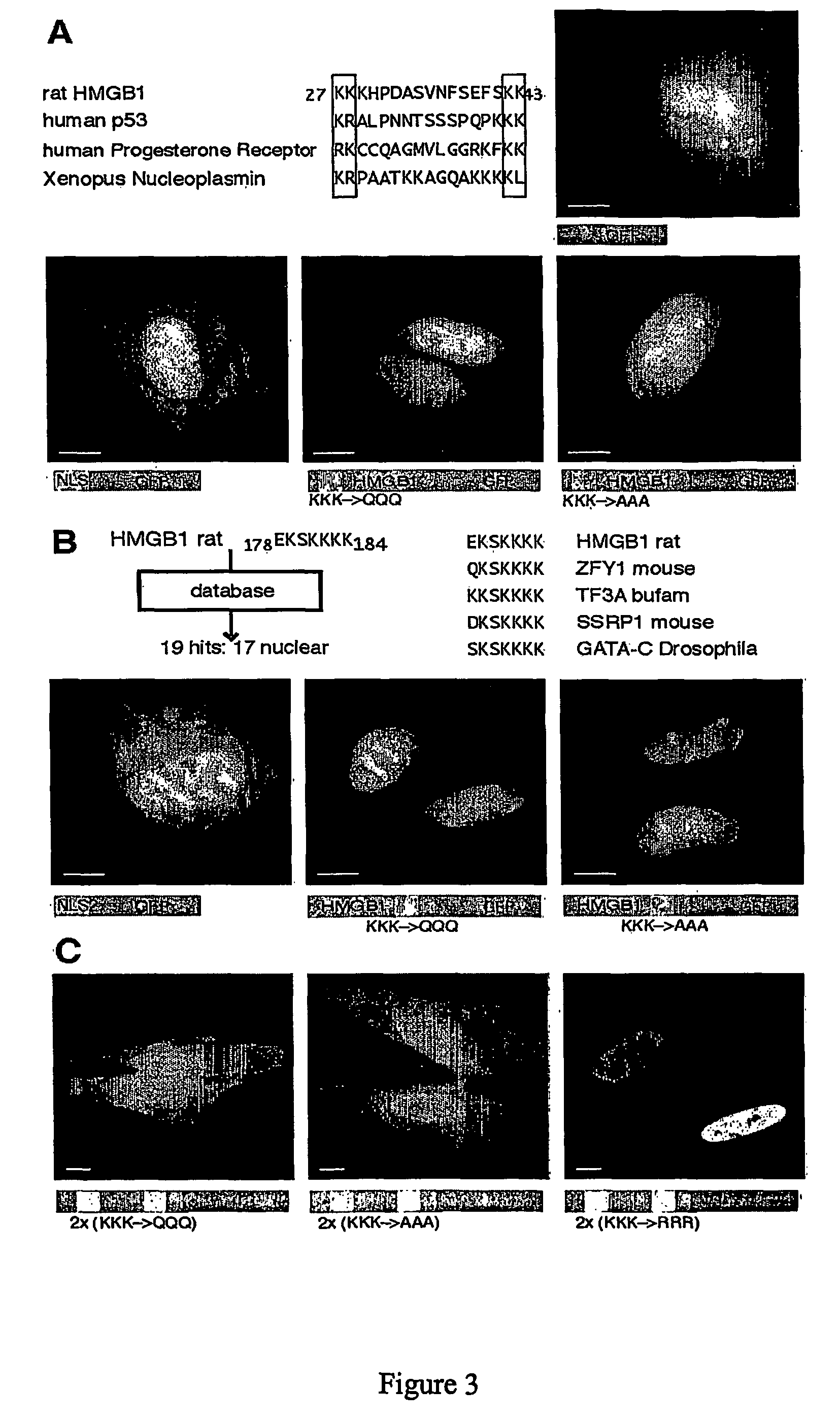 Acetylated protein