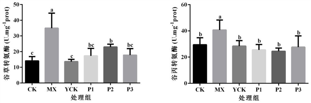 Blueberry anthocyanin hangover-alleviating beverage and preparation method thereof