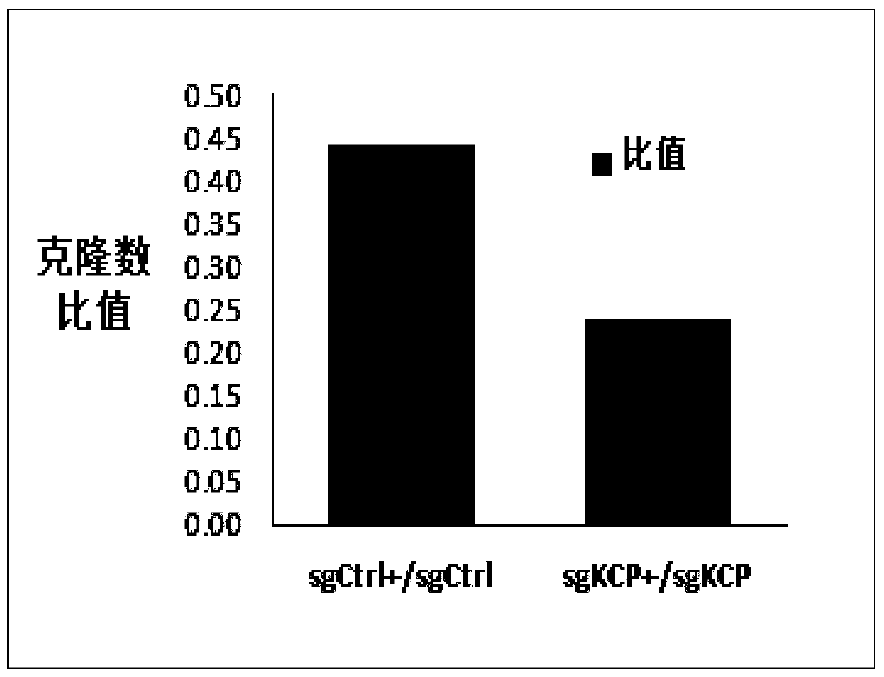 Application of KCP gene in cervical cancer taxol sensibility detection