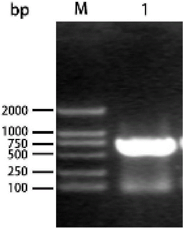 Oral porcine circovirus II-like particle vaccine, and preparation method and application thereof