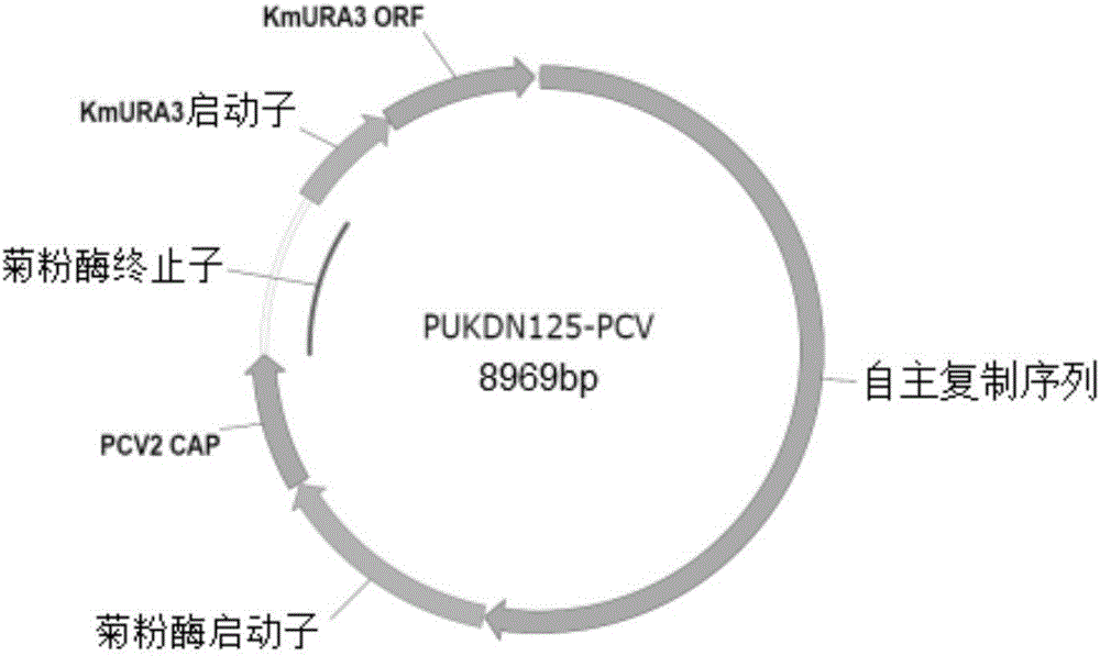 Oral porcine circovirus II-like particle vaccine, and preparation method and application thereof