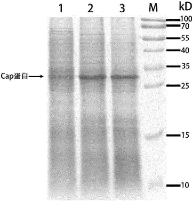 Oral porcine circovirus II-like particle vaccine, and preparation method and application thereof