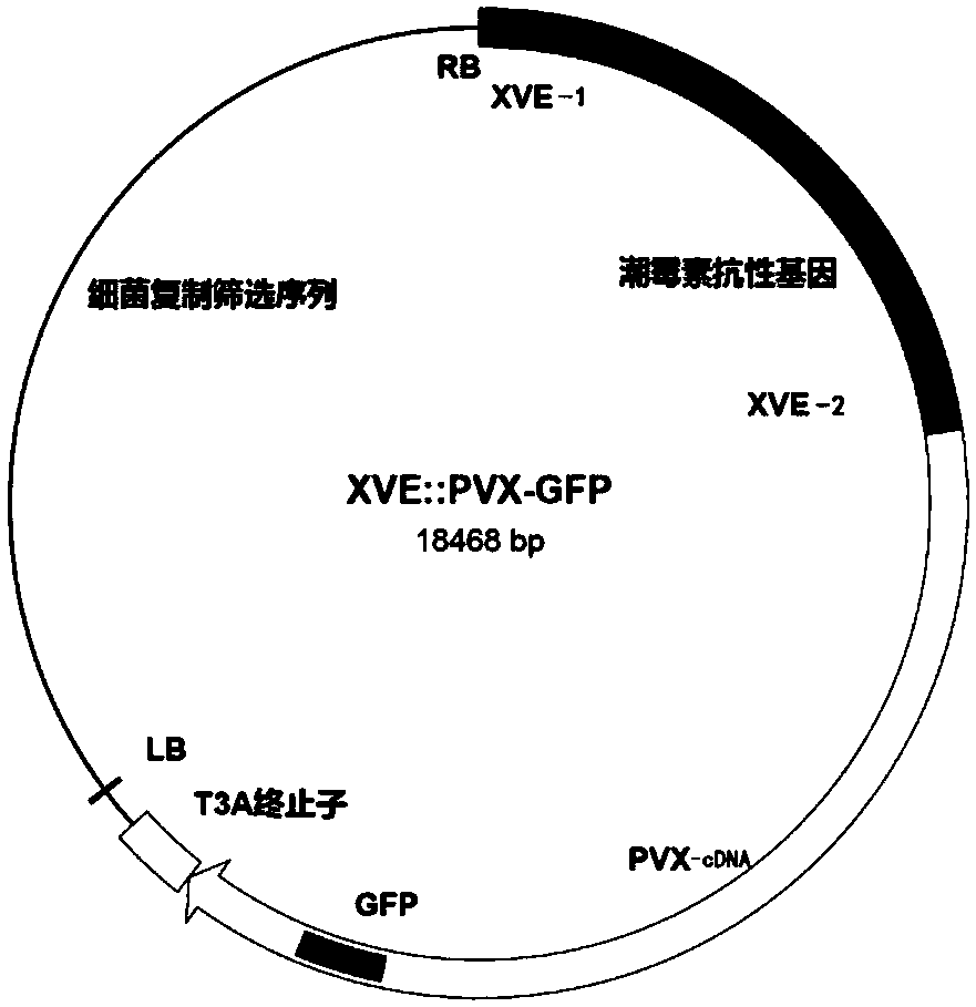 Method for high-flux screening of host genes essential for plant virus copying