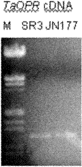 Wheat salt-tolerant gene TaOPR and application thereof