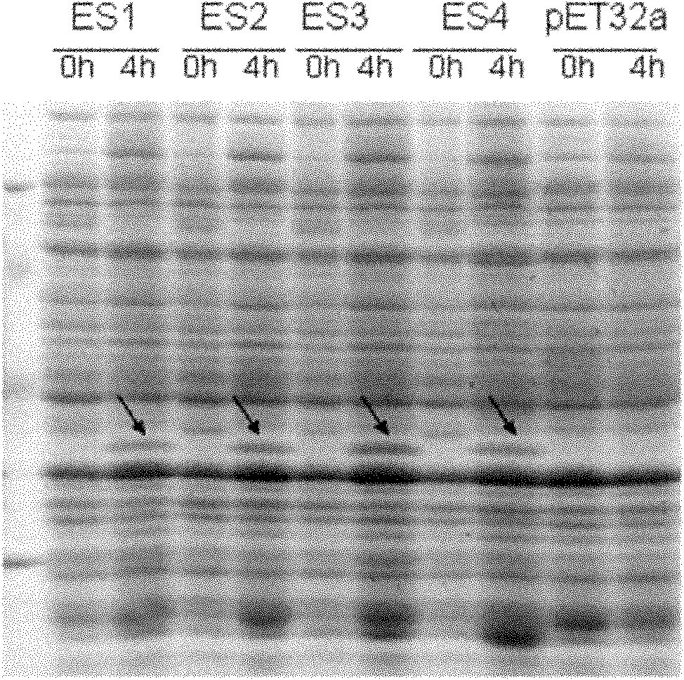 Wheat salt-tolerant gene TaOPR and application thereof