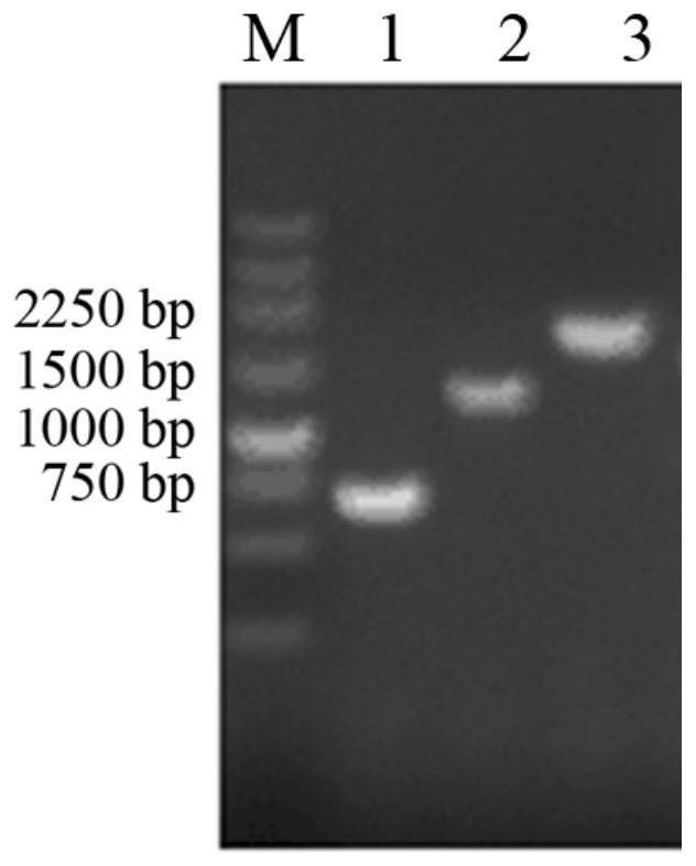 Cellulosome with improved catalytic activity and assembly method and application thereof