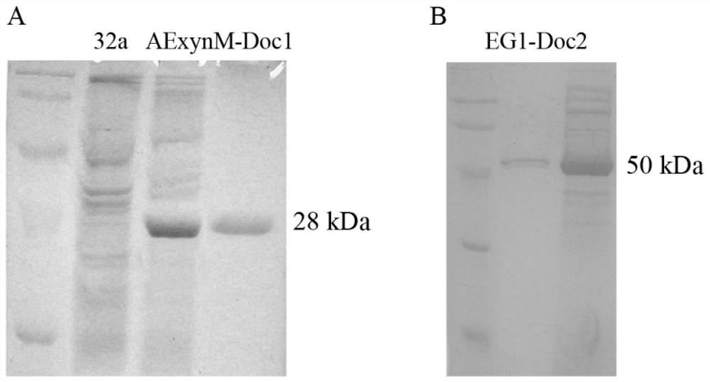 Cellulosome with improved catalytic activity and assembly method and application thereof