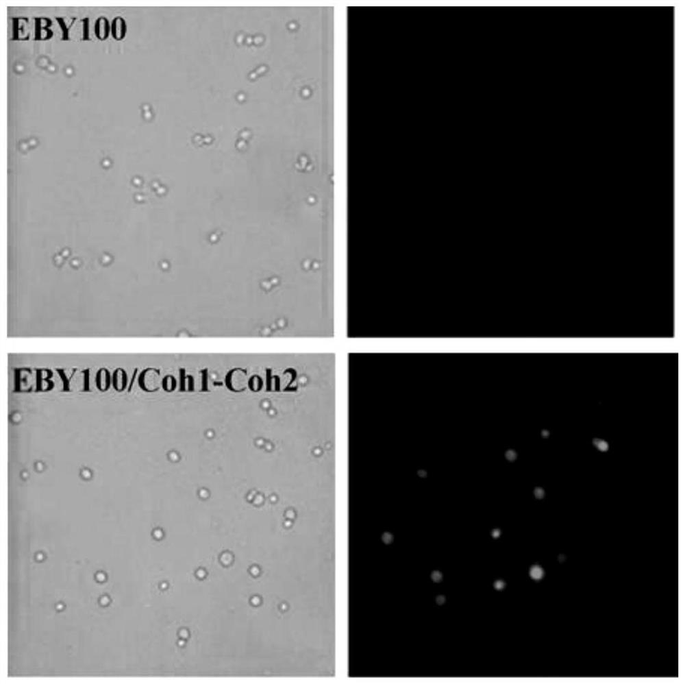 Cellulosome with improved catalytic activity and assembly method and application thereof