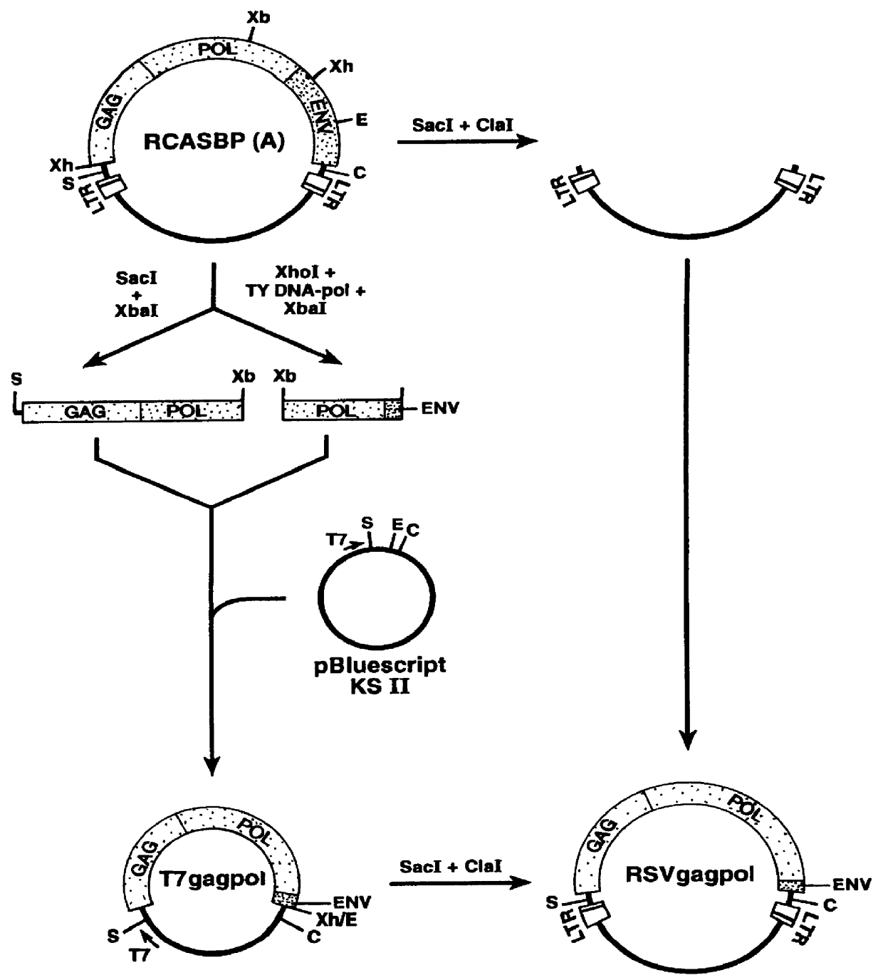 Retrovirus vectors derived from avian sarcoma leukosis viruses permitting transfer of genes into mammalian cells