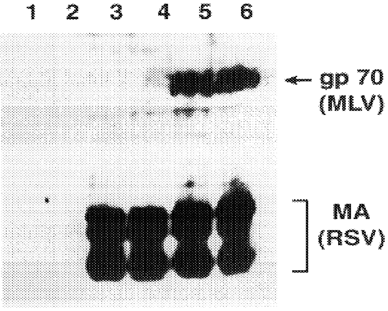 Retrovirus vectors derived from avian sarcoma leukosis viruses permitting transfer of genes into mammalian cells