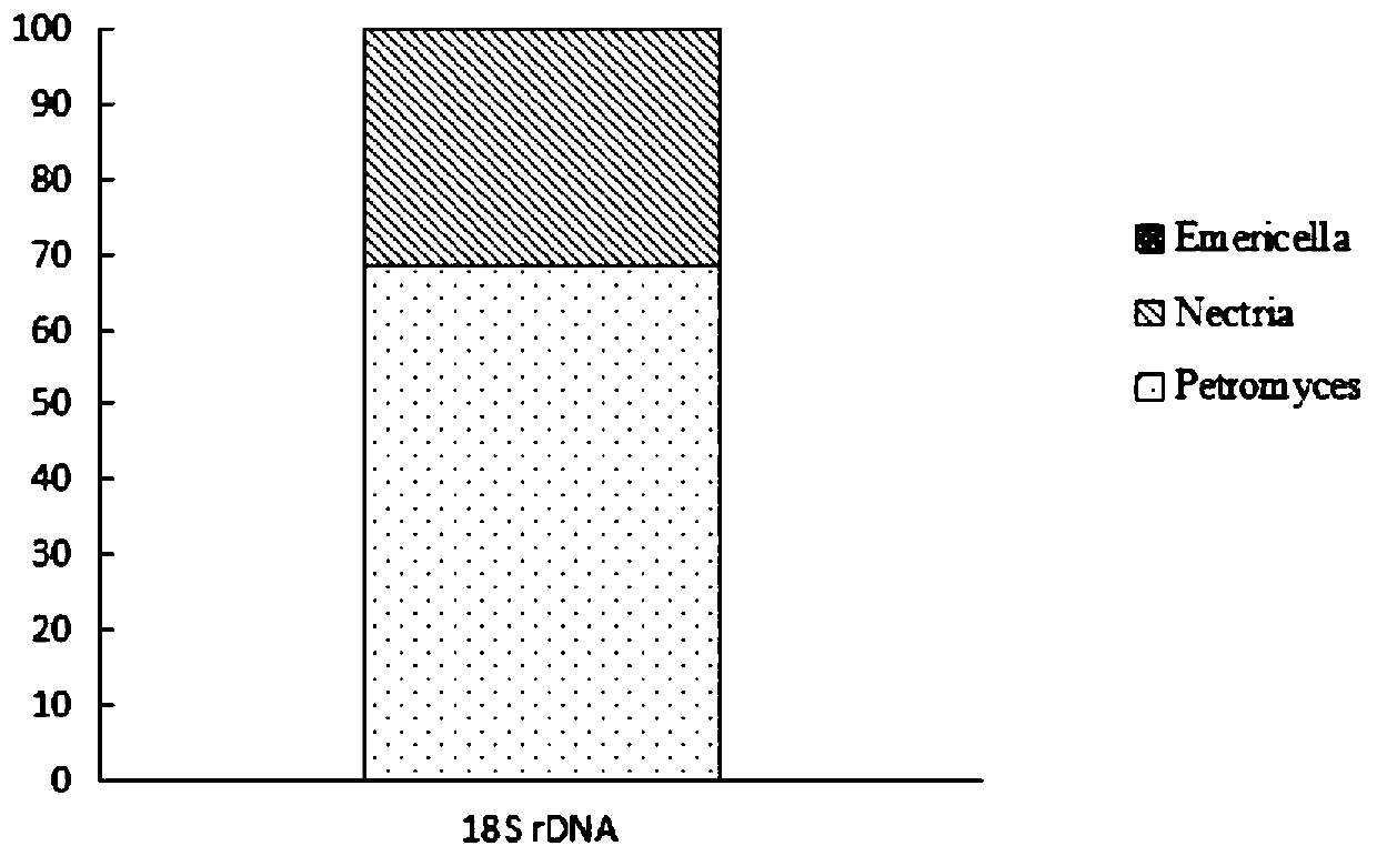 Cellulose degradation composite flora and application thereof in decomposing phellinusribis bran