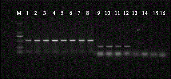 A primer and method for rapid detection of single base mutations in sex differences of fugu obscura juveniles