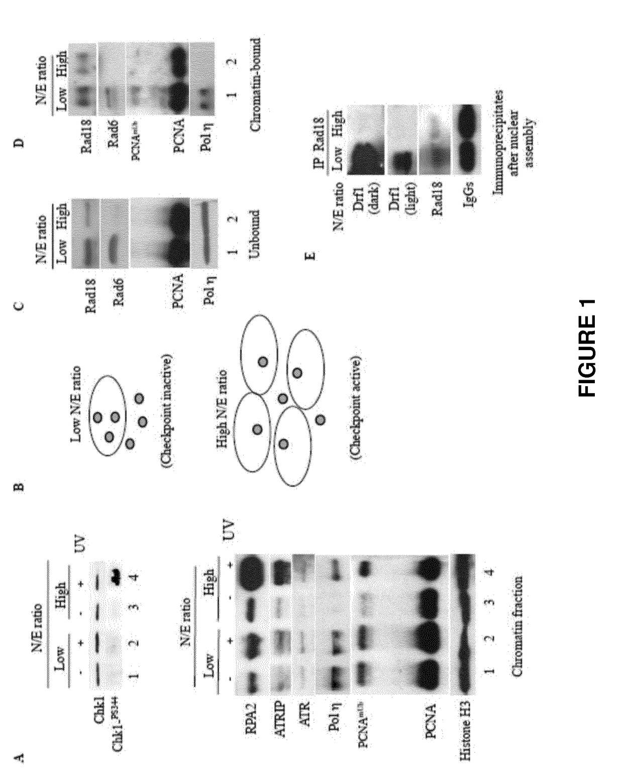 Use of rad18 inhibitors in the treatment of tumors