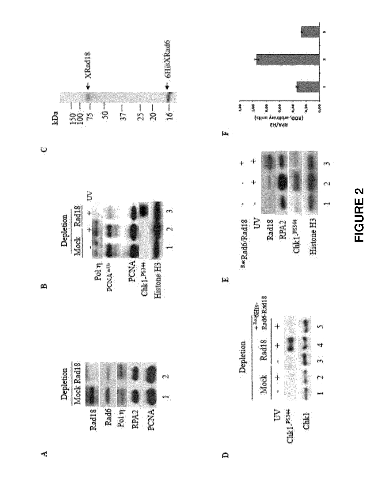 Use of rad18 inhibitors in the treatment of tumors