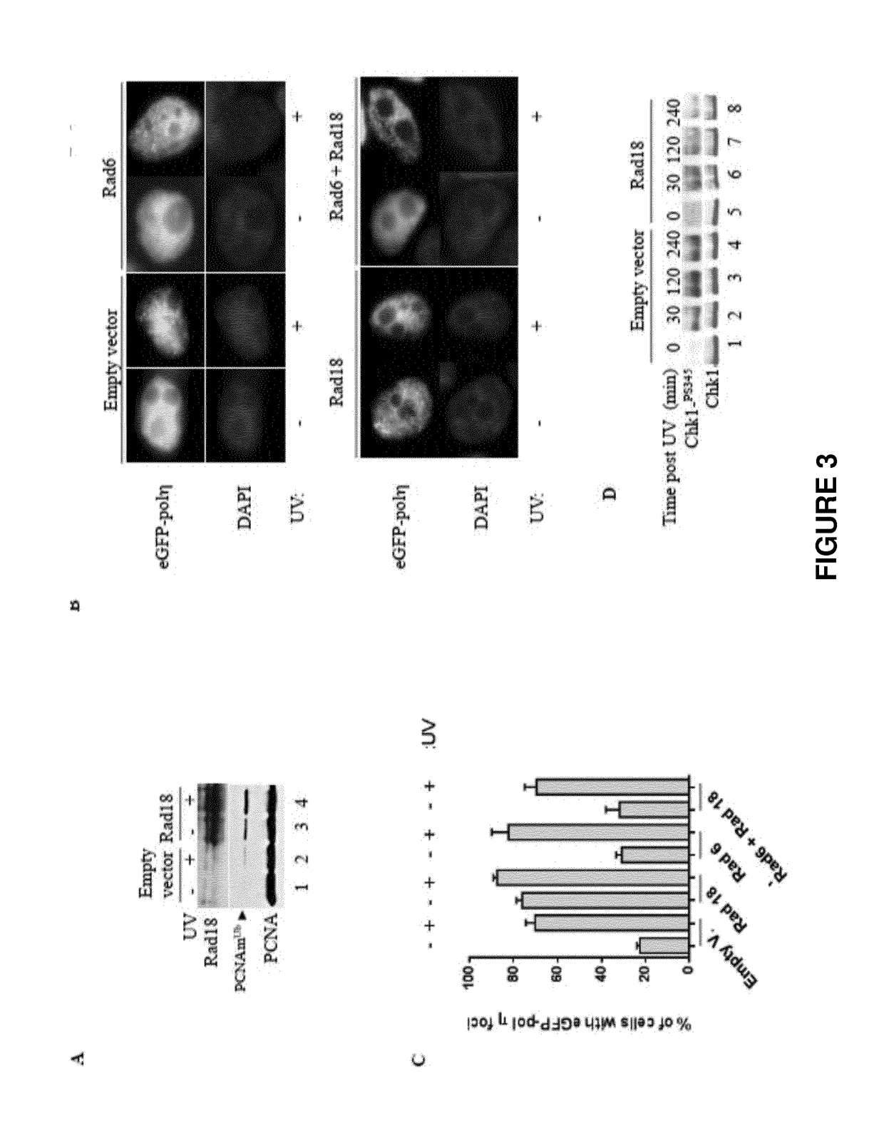 Use of rad18 inhibitors in the treatment of tumors