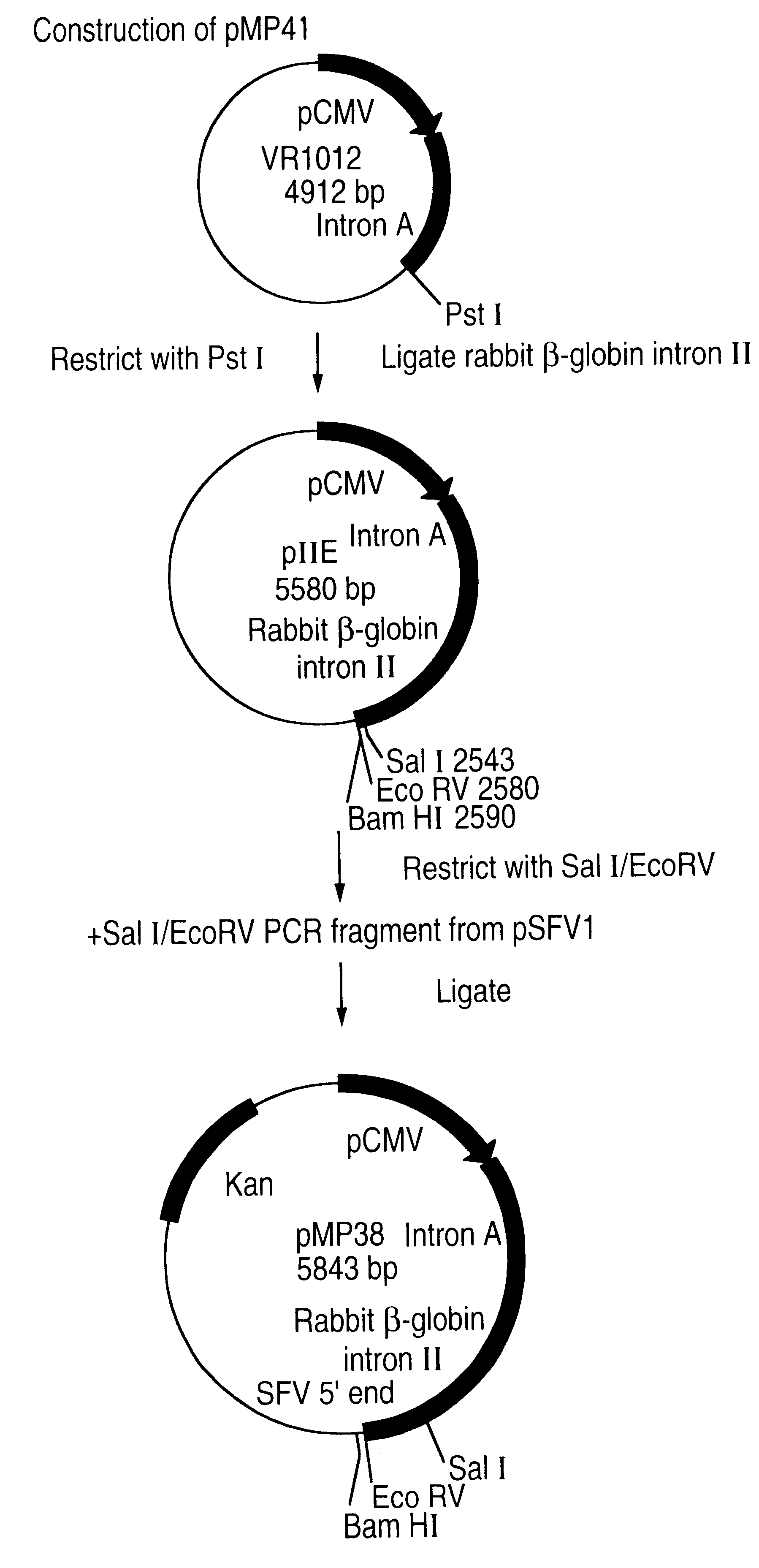 Alphavirus vectors for paramyxovirus vaccines