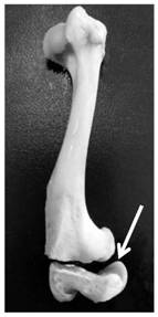 Novel canine bone specimen manufacturing method