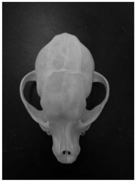 Novel canine bone specimen manufacturing method