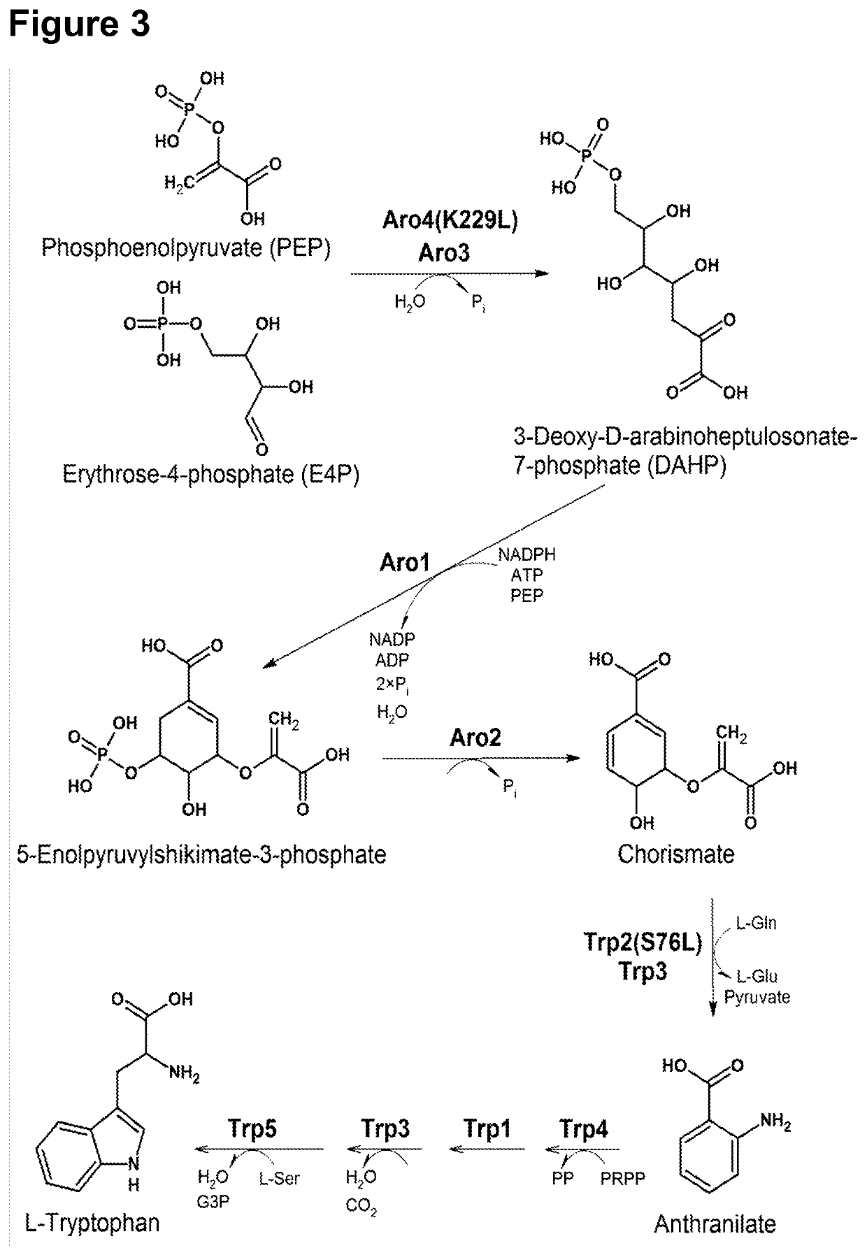 Heterologous production of psilocybin