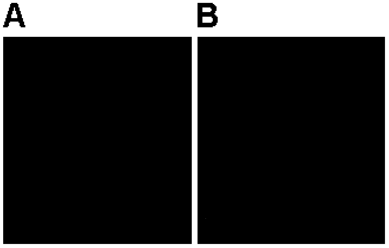 Method for authenticating activity of bone marrow mesenchymal stem cells