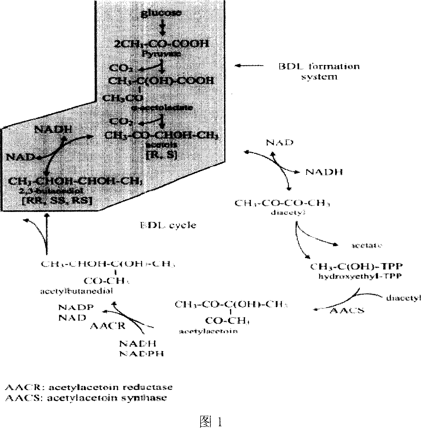 Method for ferment production of 2.3-butanediol by directly enzymolysis of plants stalk