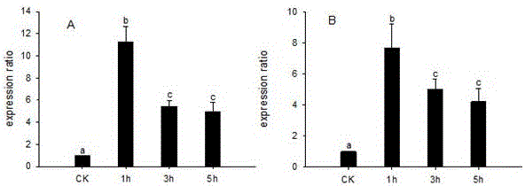 Simple bactrocera cucurbitae temperature stress treatment device and method