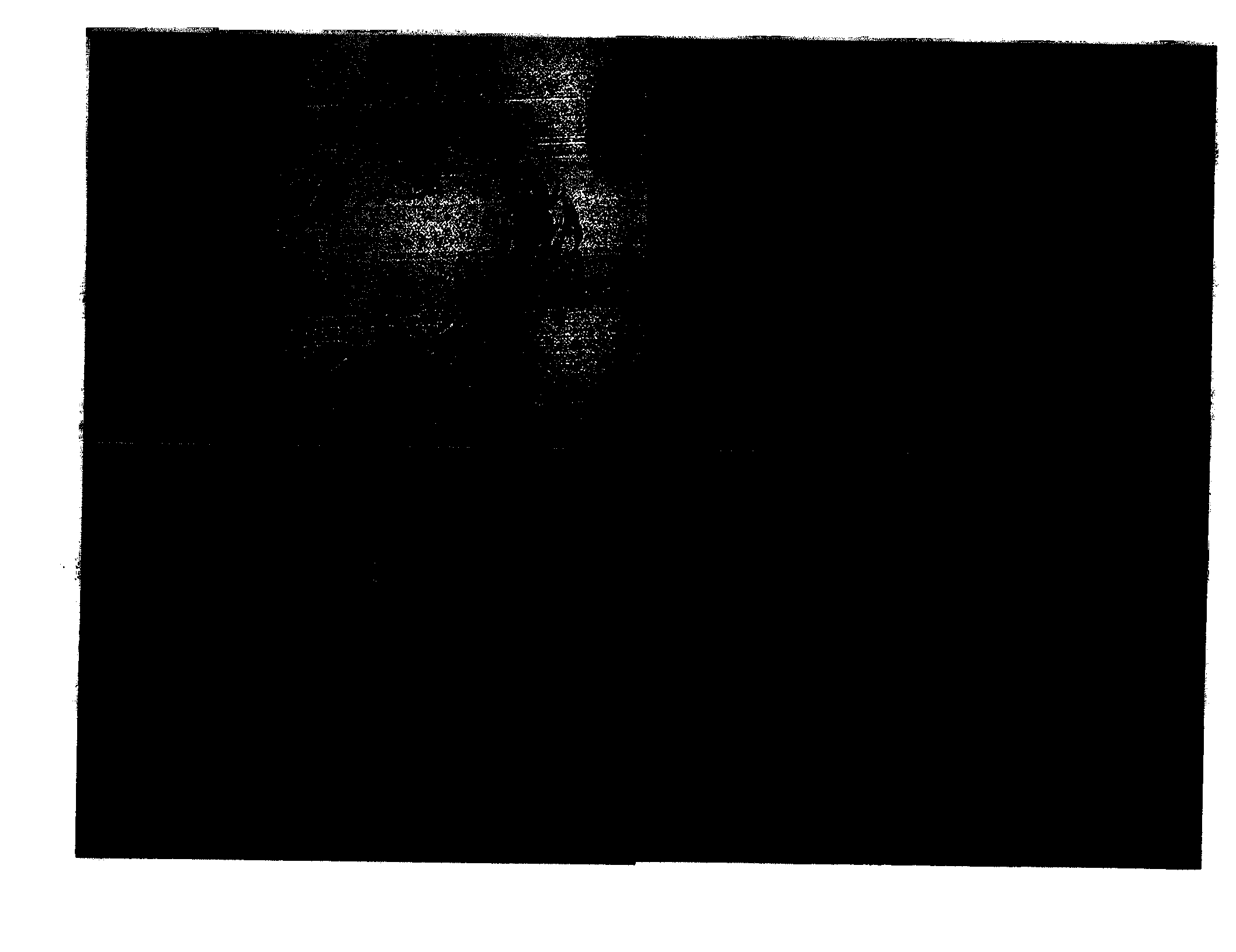 Applications of cordycepin used for preparation of medicines used for preventing and treating atherosclerosis