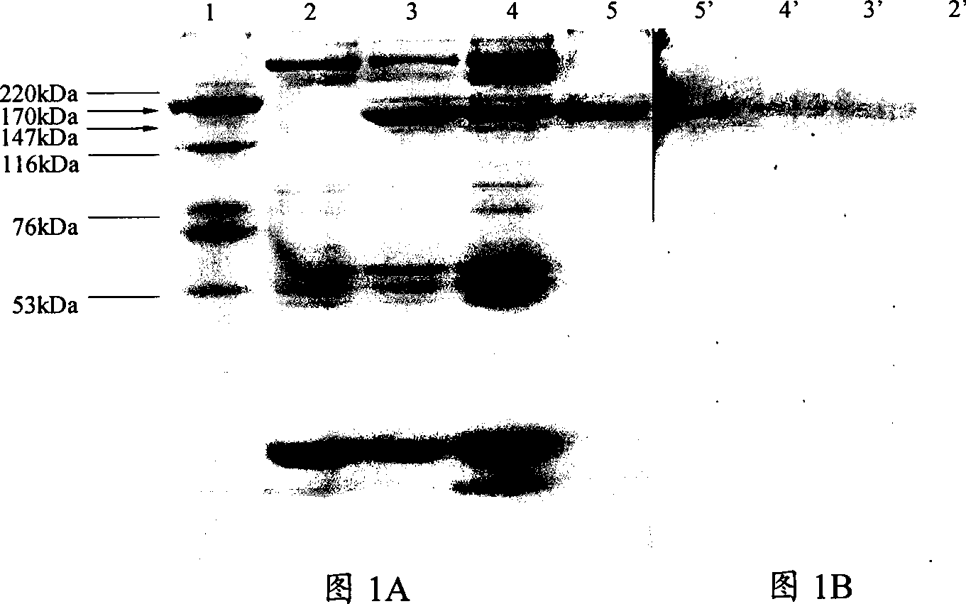 Gobrocypris rarus vitellogenin monoclonal antibody and application thereof