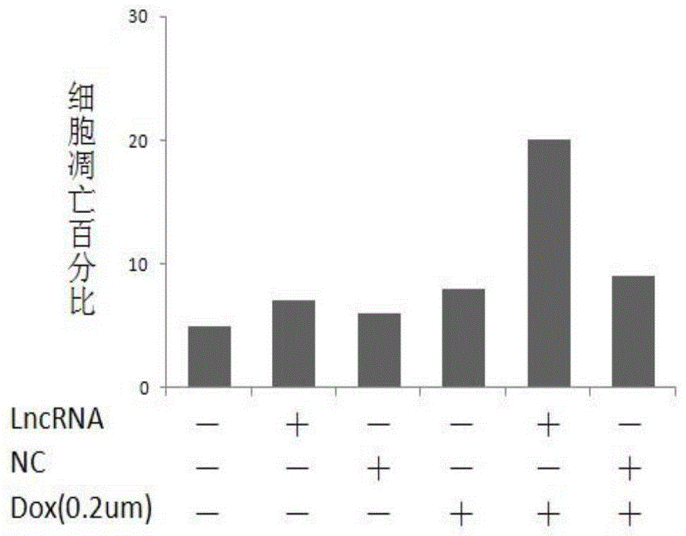 Pharmaceutical composition containing LncRNA and use thereof